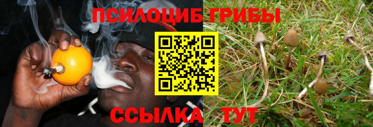Псилоцибиновые грибы мухоморы  Вход с VPN  купить закладку  Новошахтинск  Псилоцибиновые грибы Psilocybine cubensis 